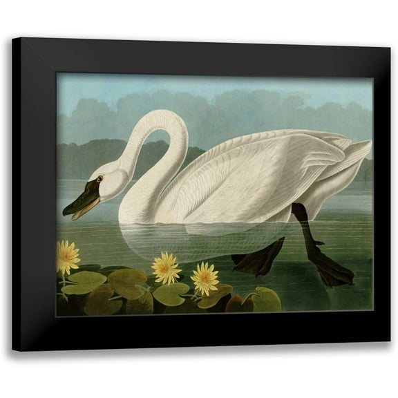 Audubon, John James 14x12 Black Modern Framed Museum Art Print Titled - Common American Swan