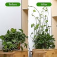 thumbnail image 3 of 18 piezas de clips invisibles para trepar plantas, enredaderas, fijación a la pared, ganchos adhesivos S, 3 of 5