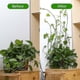 thumbnail image 3 of CHAO 18 Uds Clips invisibles para trepar plantas vides fijación de pared Clips adhesivos gancho M, 3 of 5