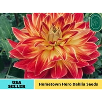 40  Seeds| Hometown Hero Dahlia Perennial Seeds - Authentic Seeds - Perennial~ GMO Free ~~Flower seeds ~ Asian Garden~ Herbs B5G1 #D051