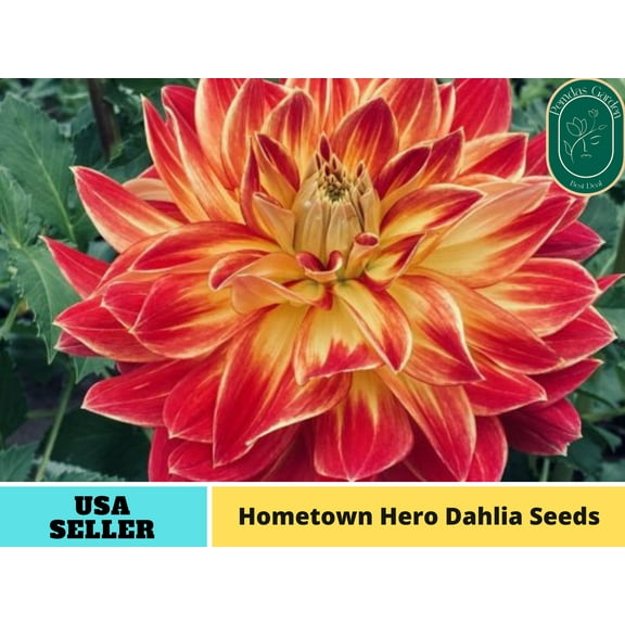 40  Seeds| Hometown Hero Dahlia Perennial Seeds - Authentic Seeds - Perennial~ GMO Free ~~Flower seeds ~ Asian Garden~ Herbs B5G1 #D051
