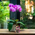 thumbnail image 3 of Schultz® Orchid Liquid Plant Food 15-5-5 150 g, 3 of 4