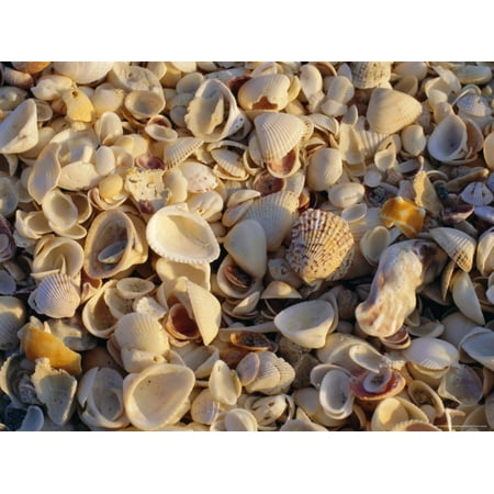 Sanibel Island, Famous for the Millions of Shells That Wash up on Its Beaches, Florida, USA Print Wall Art By Fraser