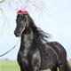 thumbnail image 4 of WEUVEB 1Jgo Atuendo Para Caballos Con Sombrero Santa Y Envolturas Para Patas, 4 of 6