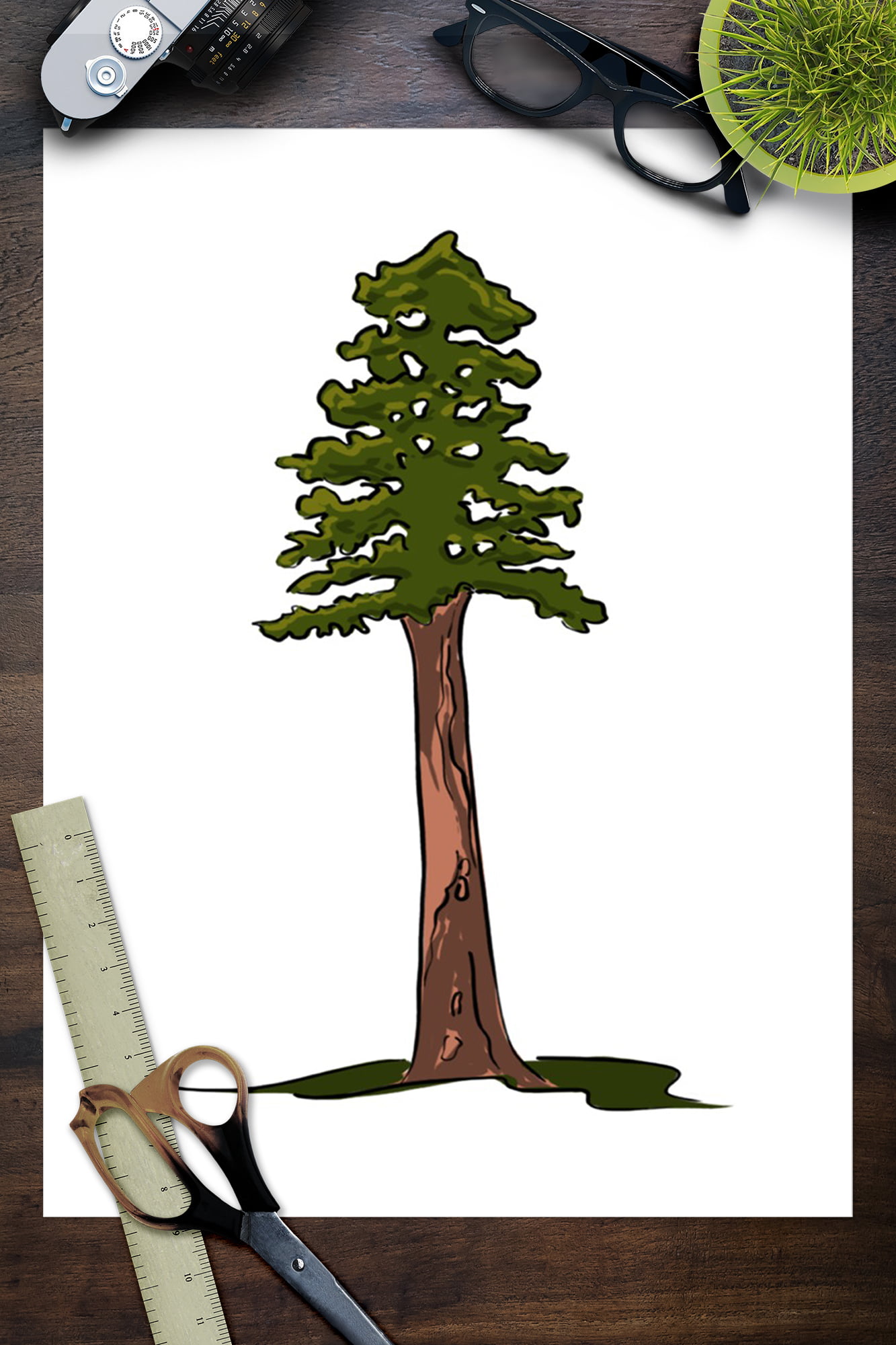 Watercolor Redwood Tree Clipart PNG, Forest California Redwood Tree Clip  Art Graphics, Sequoia, Instant Digital Download for Commercial Use - Etsy