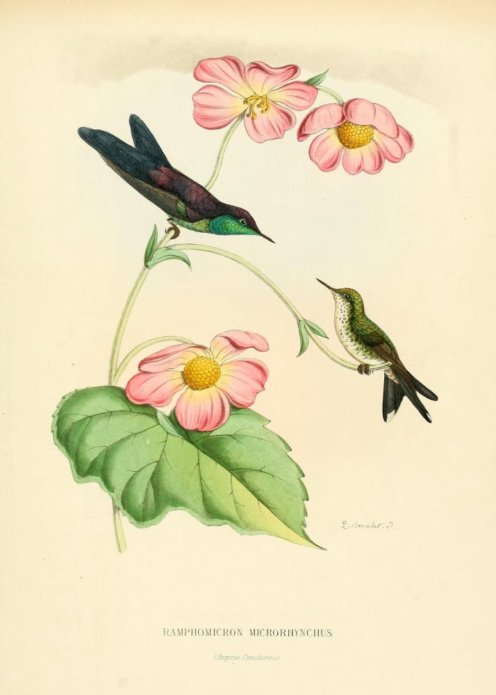 Oiseau Mouches 1874