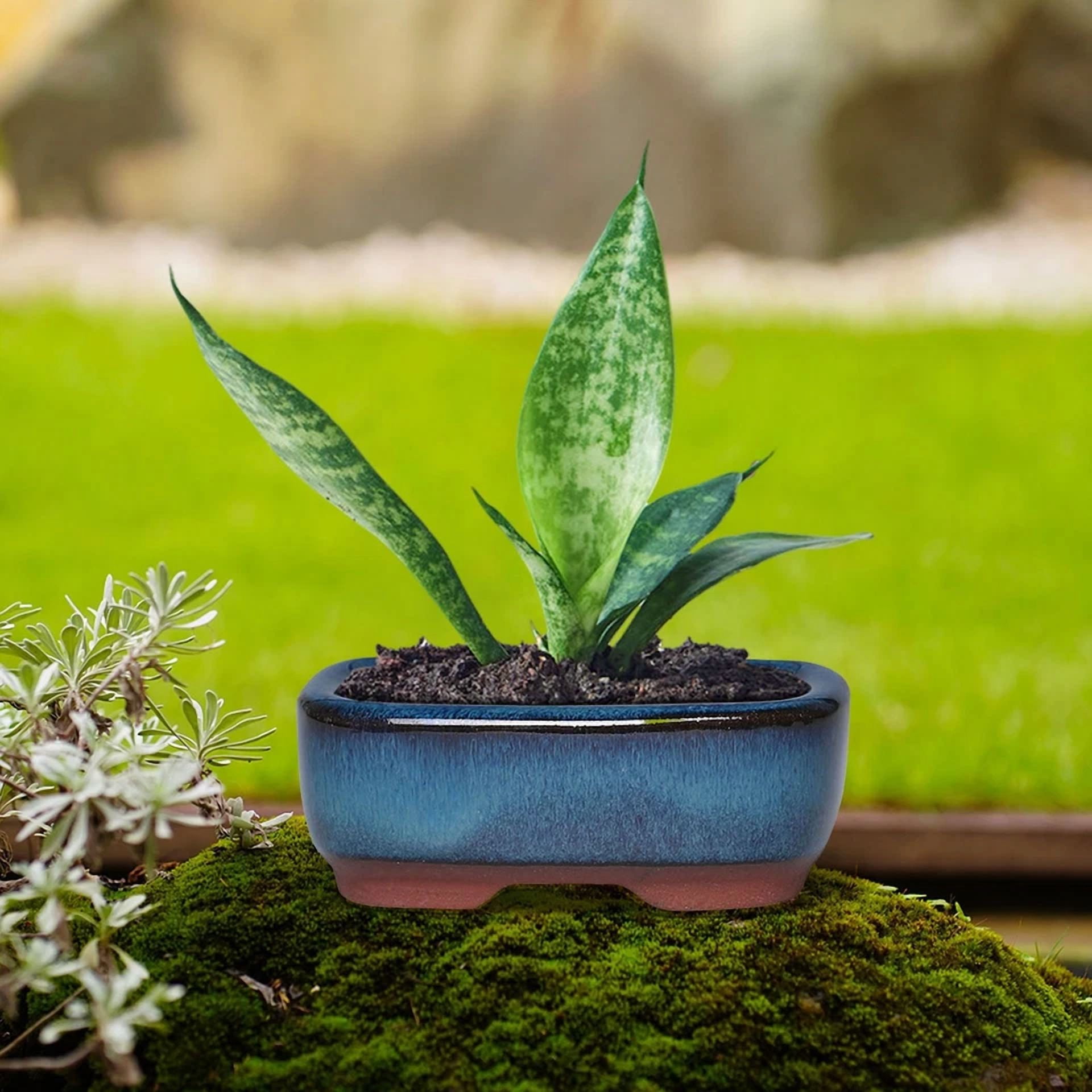 PURELY- Ceramic Flower Plant Pots Rectangle Succulent Planter Small Gardening Pots