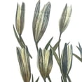 thumbnail image 4 of Paquete de 12 flores secas prensadas Gloria 2 piezas, 4 of 4