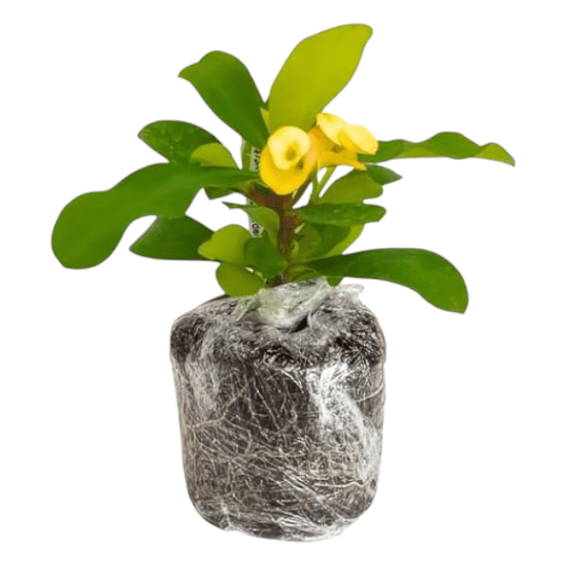 Hardy Crown of Thorn Live Plant, Yellow Euphorbia Milii Tree, Indoor Outdoor Décor Succulent Cactus, 4 to 6 Inch Tall, Ship No Pot
