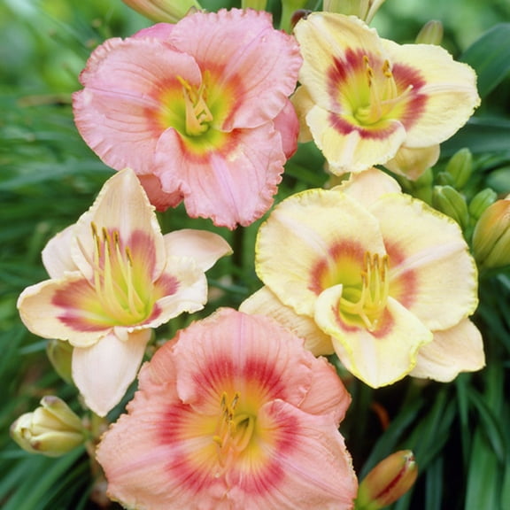 Van Zyverden Daylilies Candy Mixed Set of 5 Plant Roots Multicolor Partial Sun Easy to Grow