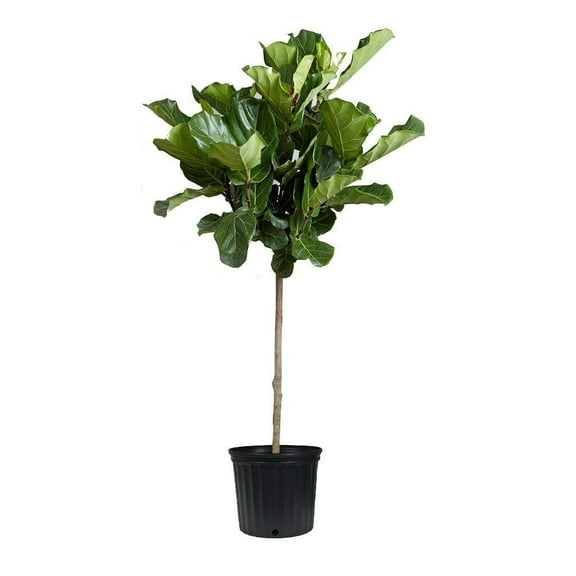 Fiddle Leaf Fig Live Tree Extra Large 3 Gallon Tree Ficus Lyrata Beautiful Florist Quality Indoor Houseplant Perfect for Home and Office Decor