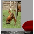 thumbnail image 2 of Wallhogs Monkey II Wall Mural, 2 of 2