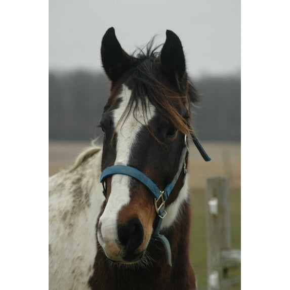 Guernsey Horse Wall Decal