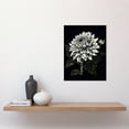 thumbnail image 2 of White on Black Dahlia Flower Bloom Illustration Unframed Wall Art Print Poster Home Decor Premium, 2 of 3