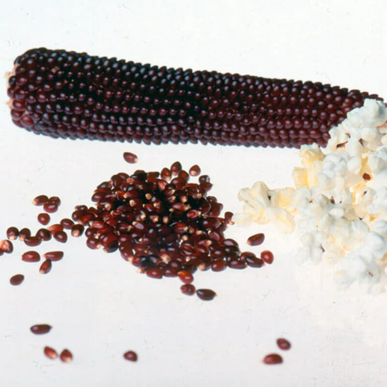 Popcorn Top Pop F1 Seed – Harris Seeds