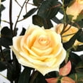 thumbnail image 2 of Vickerman TA181845 Plante de Rose Jaune de 45 Po en Pot, 2 of 3