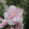 thumbnail image 4 of Proven Winners ColorChoice 6" Pink Chiffon Rose of Sharon Live Plant in 7.5" Pot, 4 of 10