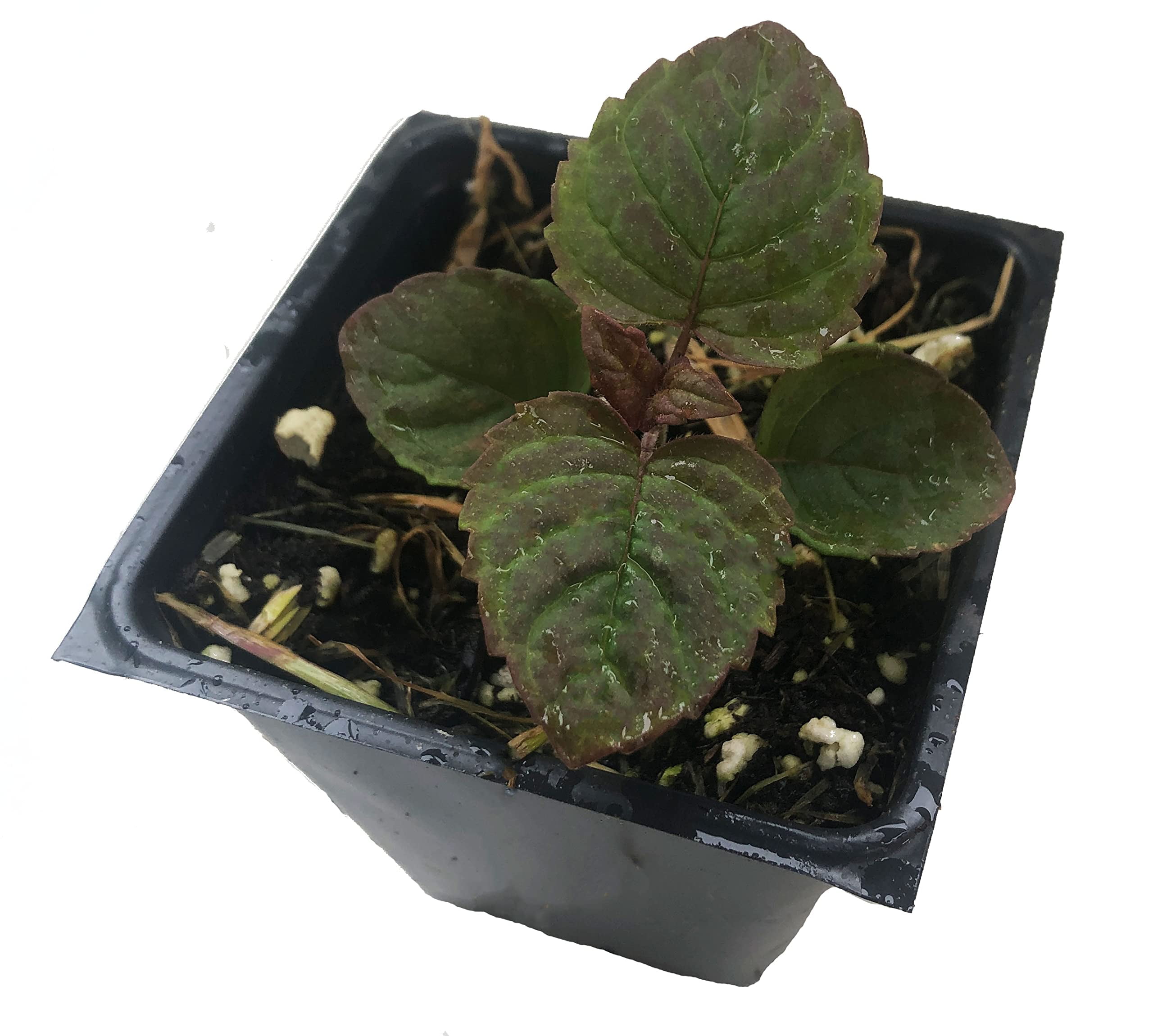 Bee Balm (Monarda fistulosa) Live Plant in 2.5-inch Pot- Wild Bergamot, Organic Native Pollinator Plant by Smoke Camp Crafts