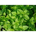 thumbnail image 4 of Peppermint Seeds/ Perennial/ Full Sun/ 400K Seeds 1 oz/ Zellajake Farm and Garden - B321, 4 of 5