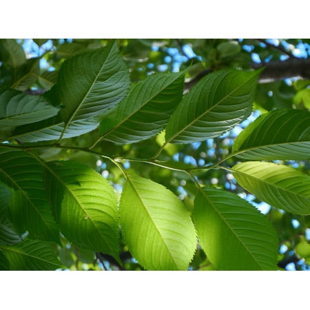 Cherry Tree Leaves - Canvas Print Vein Green Leaf of Cherry Tree Leaf Cherry Stretched Canvas 10 x 14