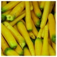 thumbnail image 4 of Everwilde Farms - 500 Organic Solar Yellow Carrot Seeds - Gold Vault Jumbo Bulk Seed Packet, 4 of 5