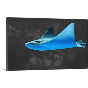 ARTCANVAS Blue Stingray Manta Ray In The Ocean Canvas Art Print - Size: 26" x 18" (0.75" Deep)