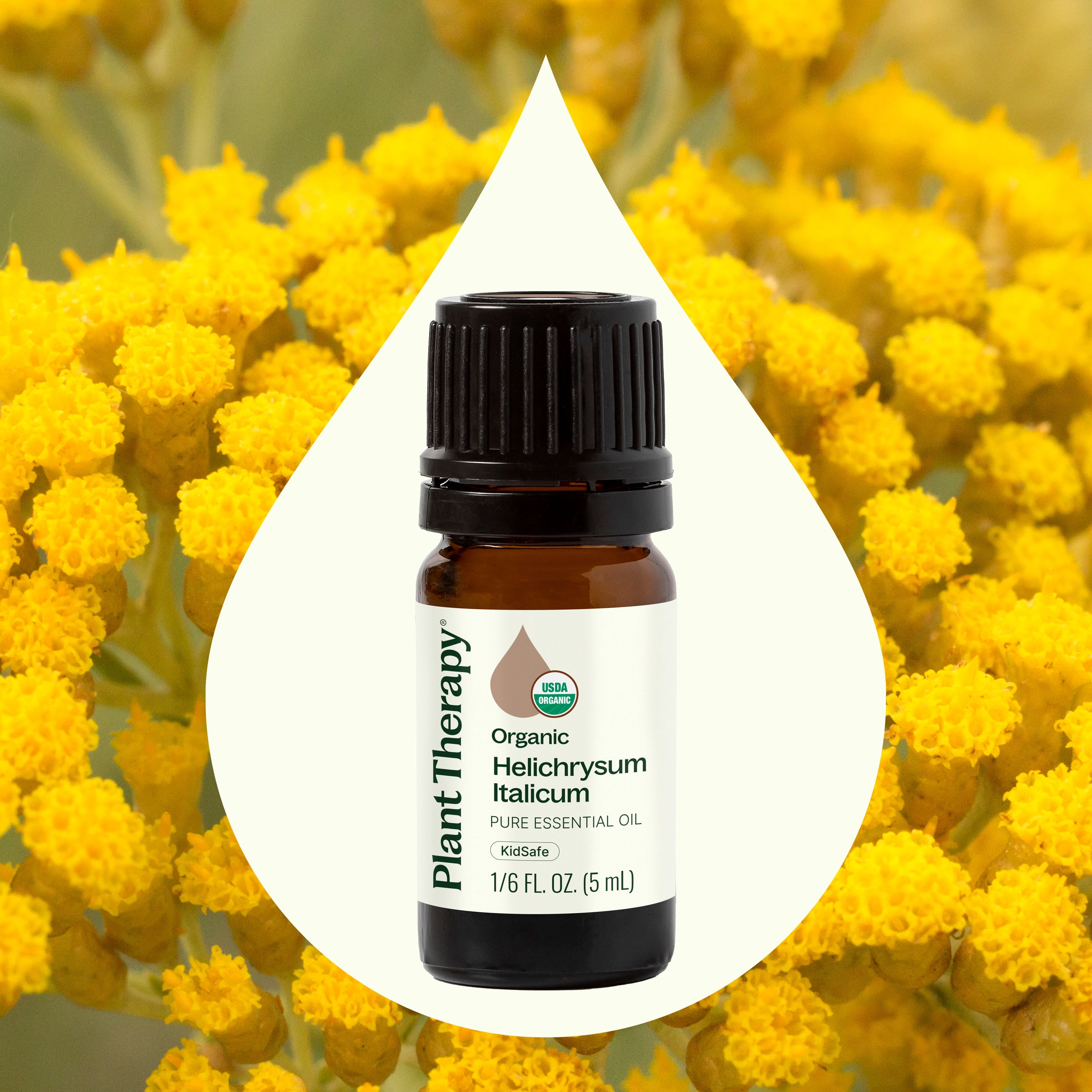 Plant Therapy Organic Helichrysum Italicum Essential Oil 100% Pure, USDA Certified Organic, Undiluted, Natural Aromatherapy 5 mL (1/6 oz)