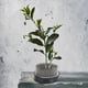 thumbnail image 4 of Soporte Kenzan de flores de forma redonda, aguja para arreglos florales, accesorios, herramienta, aguja de acero inoxidable, 4 of 5