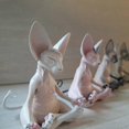 thumbnail image 2 of Sphynx Cat Meditate Statue Cute Hairless Cat Yoga Sitting Collectible Figure for Room Desk Decoration, 2 of 3