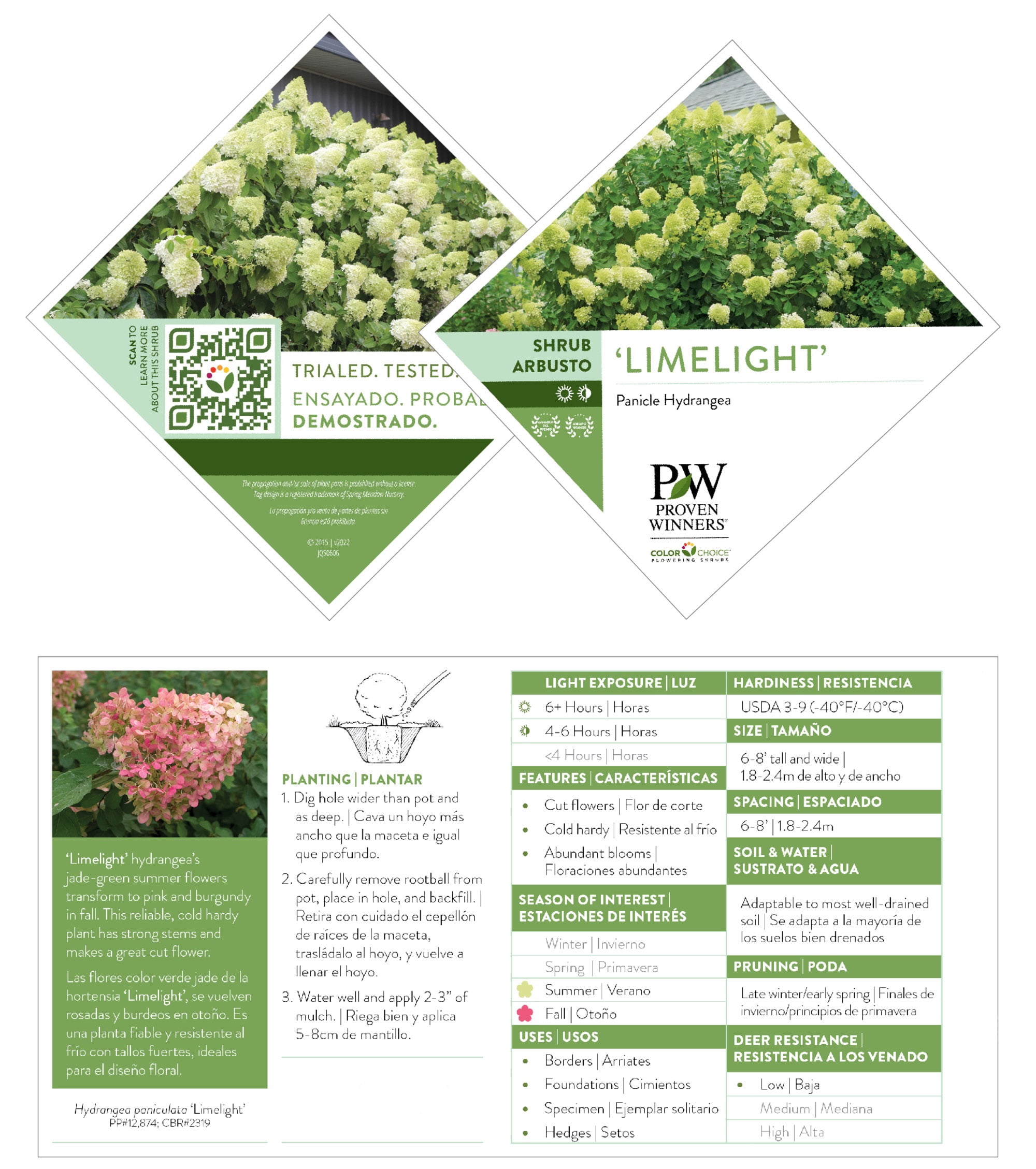 Proven Winners ColorChoice Limelight Tree Hydrangea Live Shrub (5 Gallon)