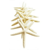12 White Finger Starfish 5-6" Beach Wedding Nautical Decor Crafts Coastal Arts