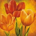 thumbnail image 3 of Pedersen, David 20x20 Black Modern Framed Museum Art Print Titled - Orange Tulips I, 3 of 5