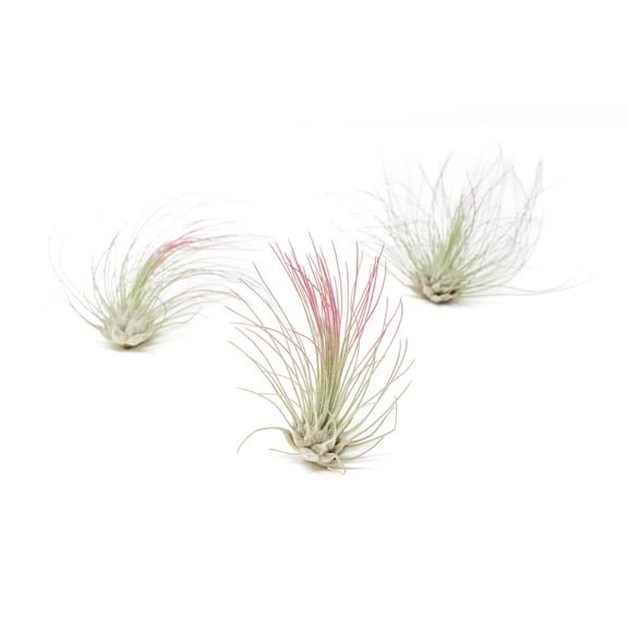 Raspberry Colorful Tillandsia Air Plants - Long Lasting Color Enhanced Live Tillandsia Succulent House Plants - Home and Garden Decor - Easy Care Indoor/Outdoor Plants (Argentea Thin, Pack of 3)
