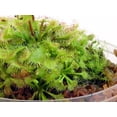 thumbnail image 3 of Carnivorous Sundew Bio-Dome Terrarium Kit - Live Plant, 3 of 3