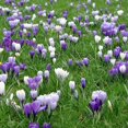 thumbnail image 2 of Purple & White Crocus Mix Flower Bulbs - 25 Bulbs per Pack - Attracts Butterflies and Hummingbirds - Good as Cut Flowers - Grows Well In Containers - Perennializing - Easy to Grow Live Plants, 2 of 5