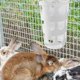 thumbnail image 1 of Alimentador de heno para conejos Yinane blanco, 1 of 8