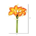 thumbnail image 3 of Vickerman 14'' Artificielle Orange Calla Lily Bundle avec 8 Belles Fleurs -FD170303, 3 of 3