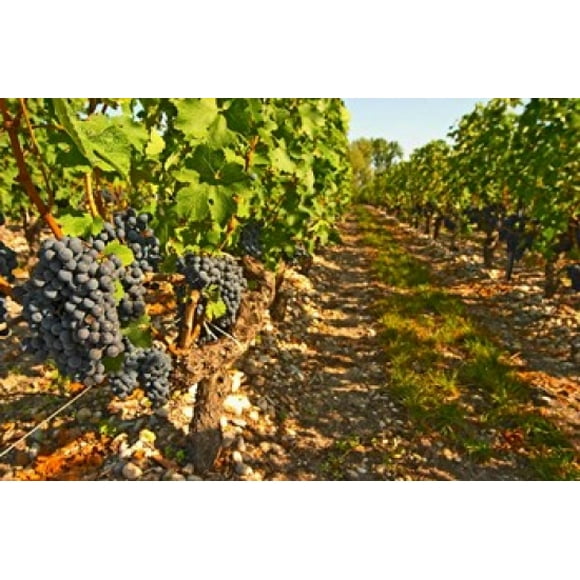 Cabernet Sauvignon Vines, Chateau Belgrave Poster Print by Per Karlsson (28 x 19)