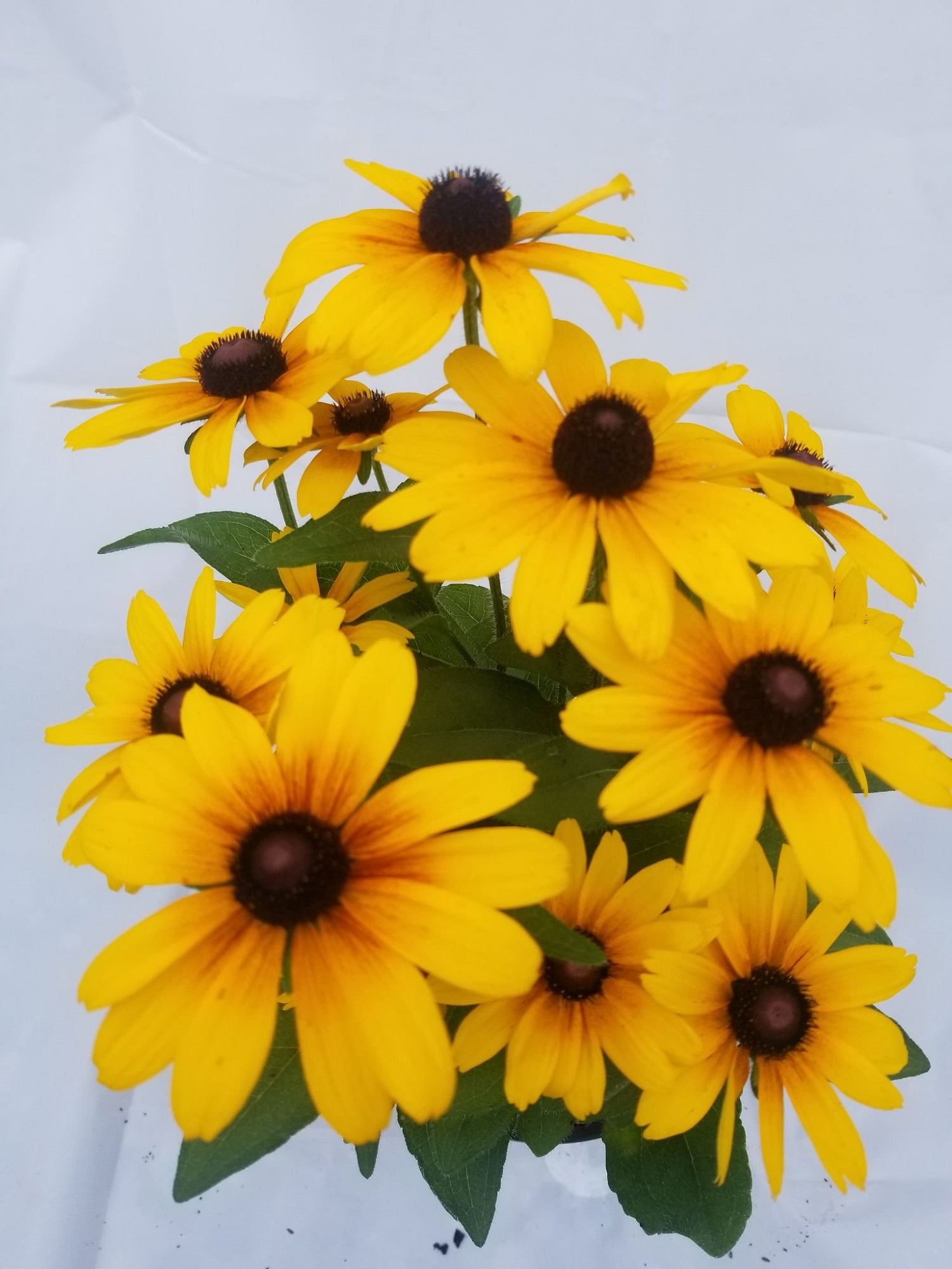Expert Gardener Outdoor Live Plant Rudbeckia American Gold Rush 2 5qt Walmart Com Walmart Com Expert Gardener Outdoor Live Plant Rudbeckia American Gold Rush 2 5qt Walmart Com Walmart Com