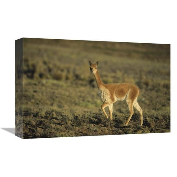 12 x 18 in. Vicuna, Pampa Galeras Nature Reserve, Peru Art Print - Tui De Roy