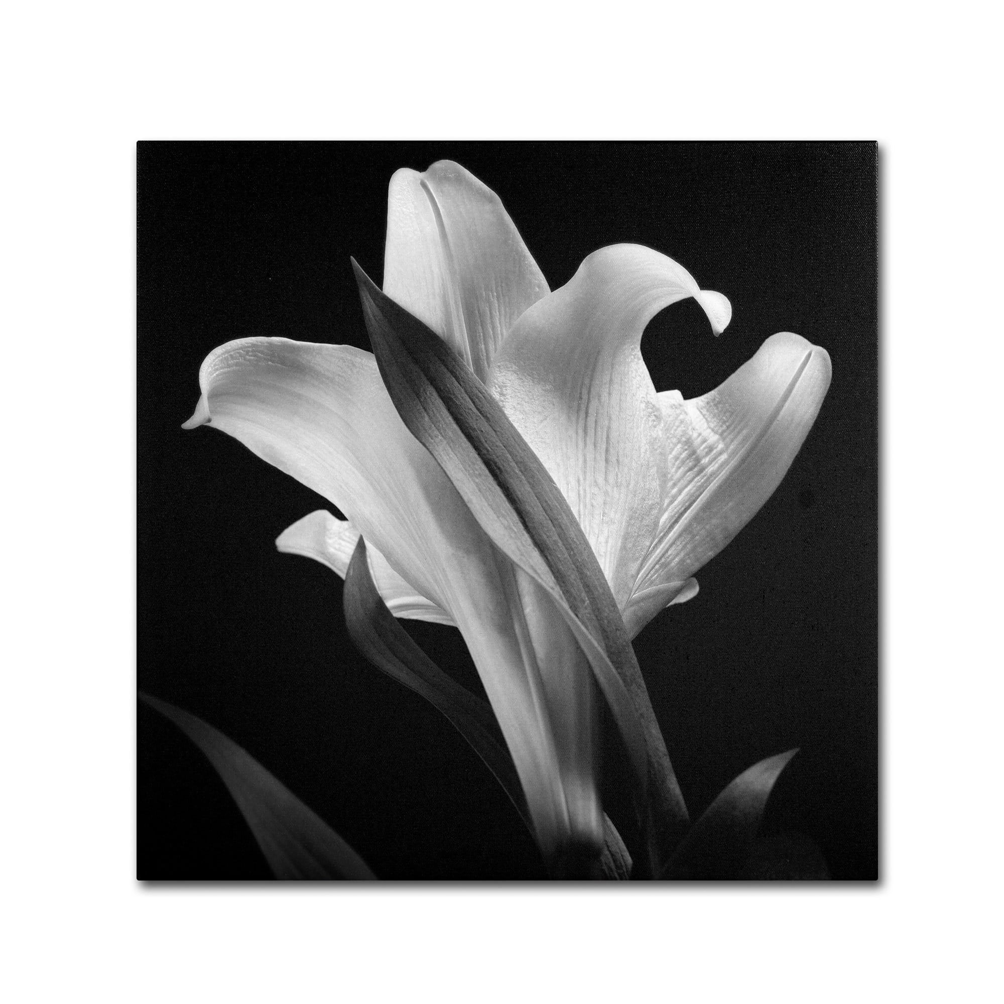24x24 Gallery Wrapped Canvas Art