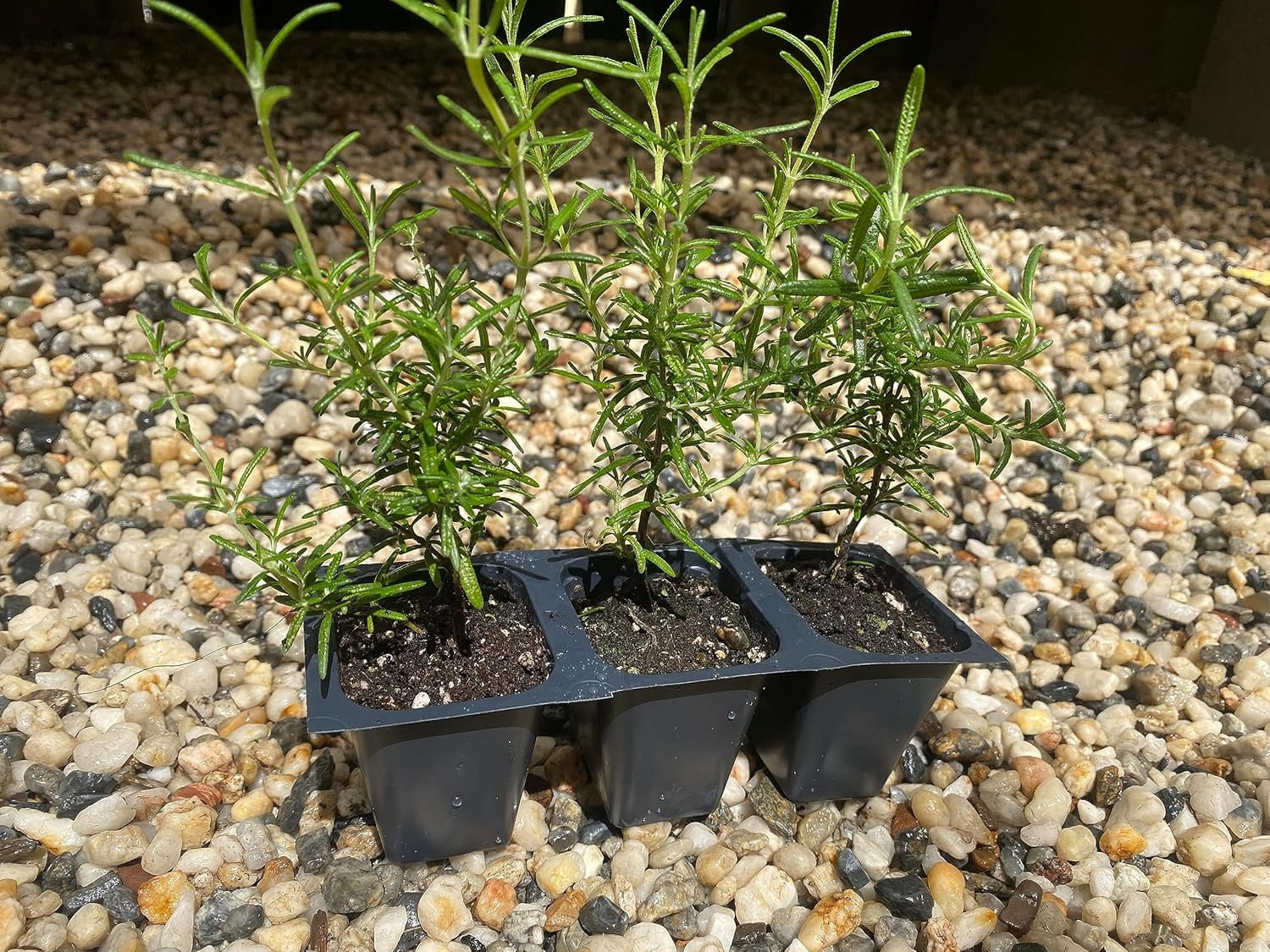 3 Creeping Rosemary Plants, Rosmarinus Officinalis 'Prostratus', Thriving in 2.5" Nursery Cubes