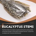 thumbnail image 4 of 15 Pcs Dried Preserved Eucalyptus Stems & Lavender Flowers Bundles, 4 of 5