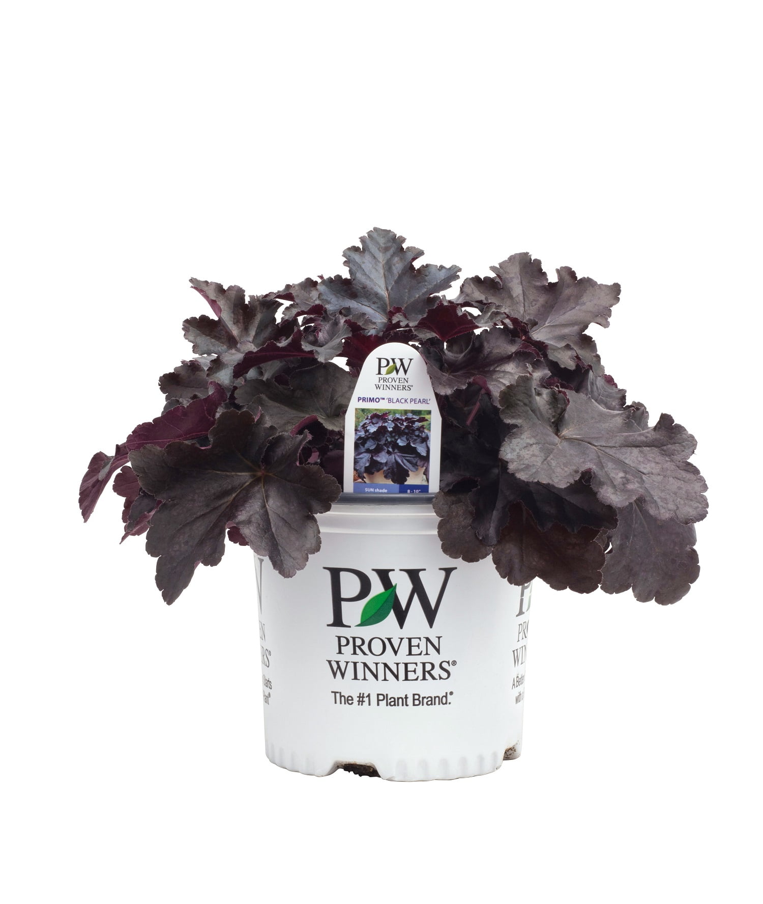 0.65 Gallon Primo Black Pearl Coral Bells (Heuchera) Live Plant, Pink Flowers and Black Foliage