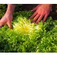 thumbnail image 3 of TomorrowSeeds - Tres Fine Endive Seeds - 1000+ Count - For 2026 Planting Frisee Narrow Leaved Thin, 3 of 9