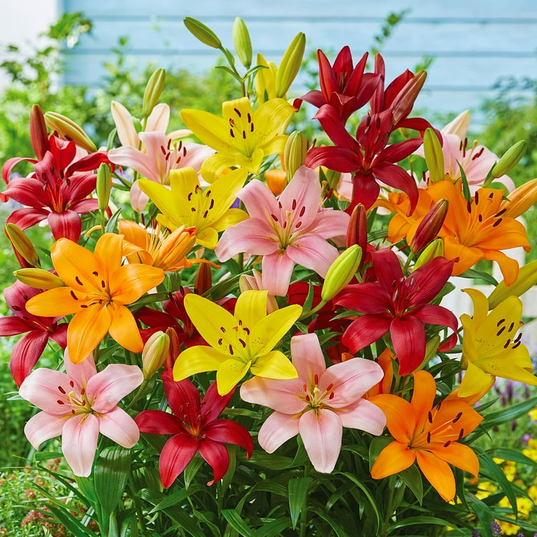 Van Zyverden Flowering Lily Bold Mix Dormant Bulb, Partial Van Zyverden Flowering Lily Bold Mix Dormant Bulb, Partial