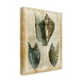 thumbnail image 2 of Trademark Fine Art 'Antiquarian Seashells I' Canvas Art by Vision Studio, 2 of 4