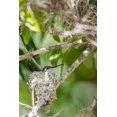 thumbnail image 2 of Richardson, Larry 11x14 White Modern Wood Framed Museum Art Print Titled - Ruby-throated hummingbird on nest-Florida, 2 of 4