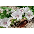Common Marshmallow Plant Althaea DHF10 officinalis Seeds for Planting