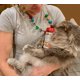 thumbnail image 5 of Cat Treats Bench & Field Holistic, natural y saludable, para gatitos, 5 of 9